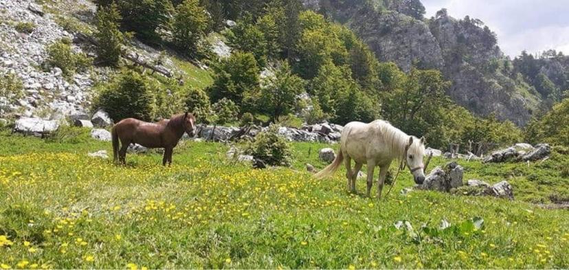 Guesthouse Skender Selimaj Valbone Buitenkant foto
